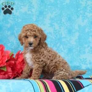 Hyacinth, Cavapoo Puppy